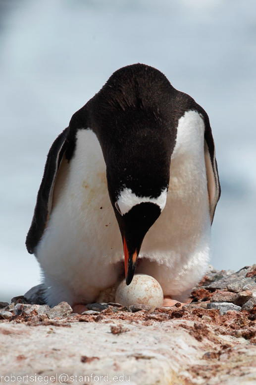 gentoo with egg